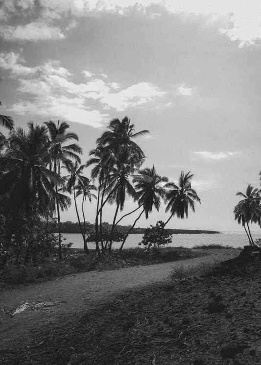 Palmene (foto)