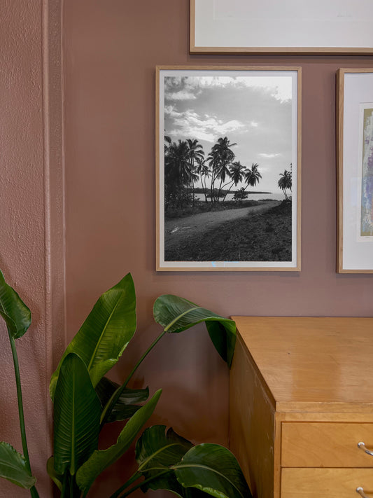 Palmene (foto)